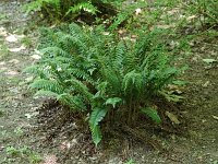 Christmas Fern